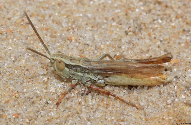 Jersey Tim Ransom Official Government of Jersey Blog